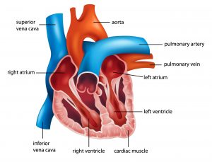 Anatomy of the human heart illustration